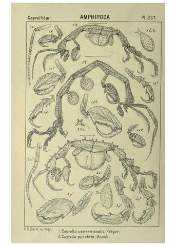 Reproducción/Reproduction 6195491816: An account of the Crustacea of Norway. v.1 Amphipoda (plates) Christiania,A. Cammermeyer,1895-1928
