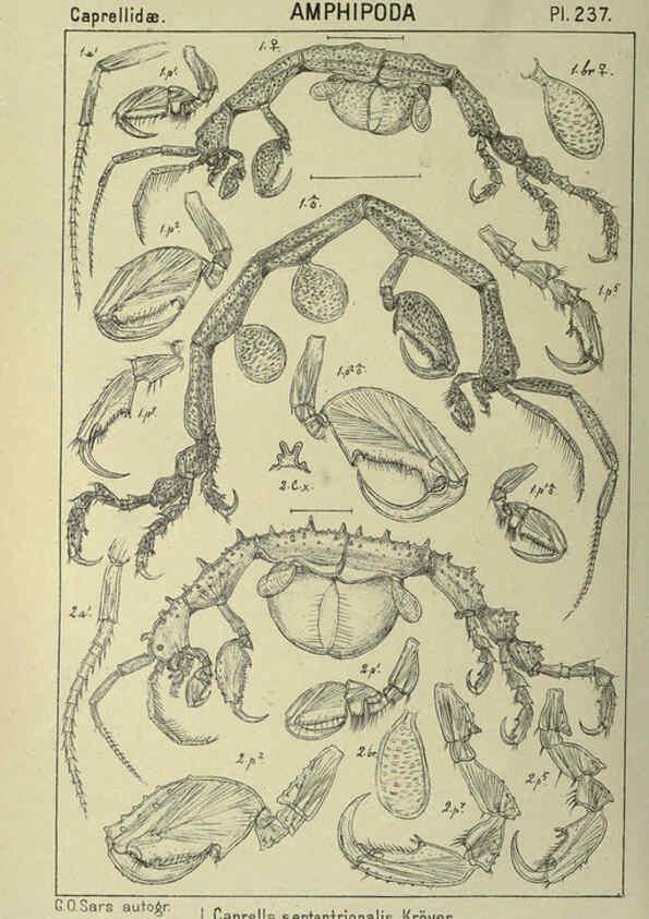Reproducción/Reproduction 6195491816: An account of the Crustacea of Norway. v.1 Amphipoda (plates) Christiania,A. Cammermeyer,1895-1928
