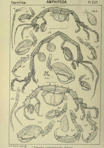 Reproducción/Reproduction 6195491816: An account of the Crustacea of Norway. v.1 Amphipoda (plates) Christiania,A. Cammermeyer,1895-1928