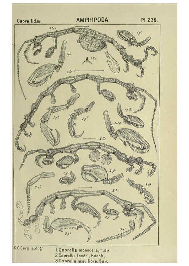 Reproducción/Reproduction 6195492002: An account of the Crustacea of Norway. v.1 Amphipoda (plates) Christiania,A. Cammermeyer,1895-1928