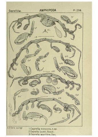 Reproducción/Reproduction 6195492002: An account of the Crustacea of Norway. v.1 Amphipoda (plates) Christiania,A. Cammermeyer,1895-1928