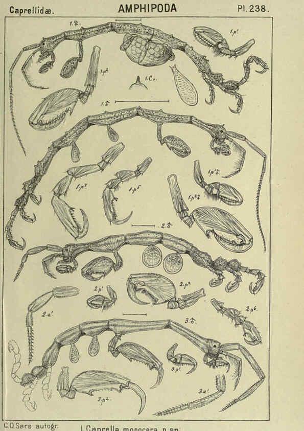 Reproducción/Reproduction 6195492002: An account of the Crustacea of Norway. v.1 Amphipoda (plates) Christiania,A. Cammermeyer,1895-1928