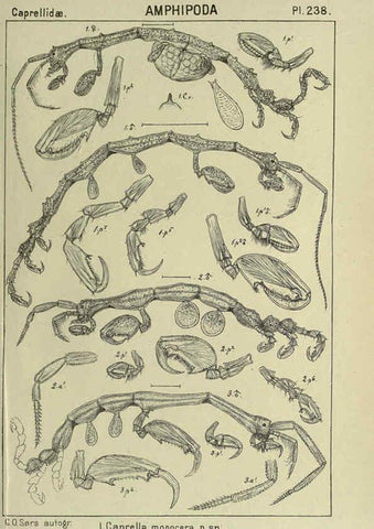 Reproducción/Reproduction 6195492002: An account of the Crustacea of Norway. v.1 Amphipoda (plates) Christiania,A. Cammermeyer,1895-1928