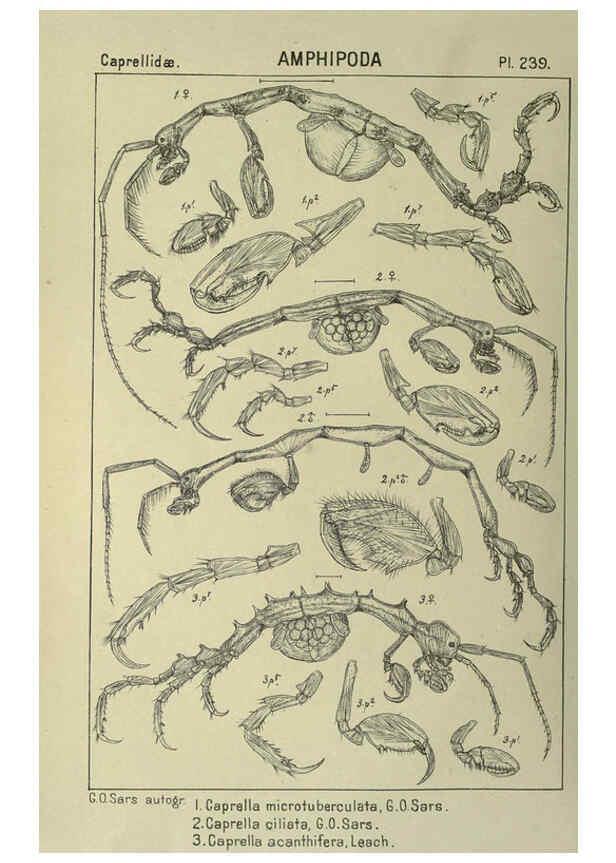 Reproducción/Reproduction 6194975467: An account of the Crustacea of Norway. v.1 Amphipoda (plates) Christiania,A. Cammermeyer,1895-1928