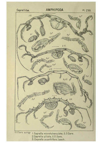 Reproducción/Reproduction 6194975467: An account of the Crustacea of Norway. v.1 Amphipoda (plates) Christiania,A. Cammermeyer,1895-1928