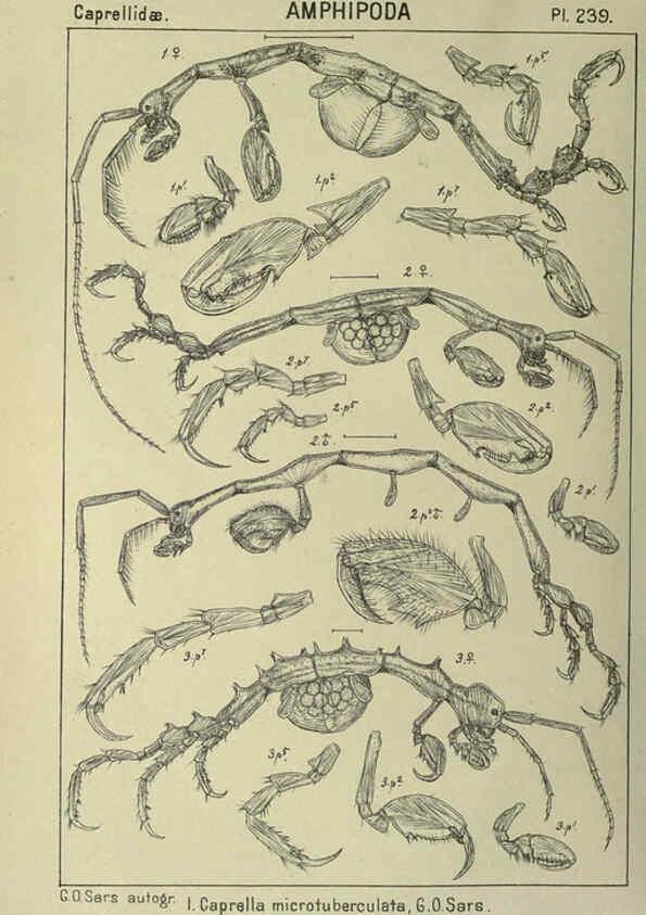 Reproducción/Reproduction 6194975467: An account of the Crustacea of Norway. v.1 Amphipoda (plates) Christiania,A. Cammermeyer,1895-1928