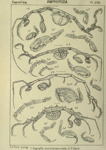 Reproducción/Reproduction 6194975467: An account of the Crustacea of Norway. v.1 Amphipoda (plates) Christiania,A. Cammermeyer,1895-1928