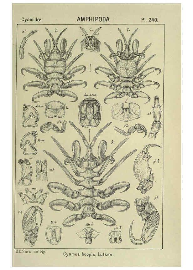 Reproducción/Reproduction 6194975711: An account of the Crustacea of Norway. v.1 Amphipoda (plates) Christiania,A. Cammermeyer,1895-1928