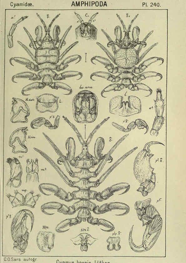 Reproducción/Reproduction 6194975711: An account of the Crustacea of Norway. v.1 Amphipoda (plates) Christiania,A. Cammermeyer,1895-1928