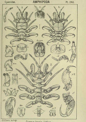 Reproducción/Reproduction 6194975711: An account of the Crustacea of Norway. v.1 Amphipoda (plates) Christiania,A. Cammermeyer,1895-1928