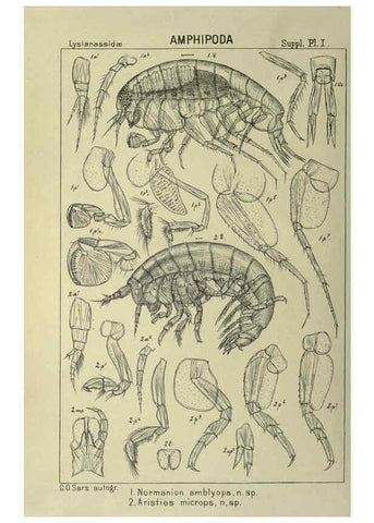 Reproducción/Reproduction 6195492582: An account of the Crustacea of Norway. v.1 Amphipoda (plates) Christiania,A. Cammermeyer,1895-1928