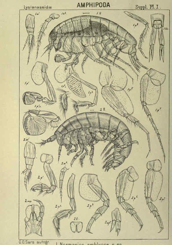 Reproducción/Reproduction 6195492582: An account of the Crustacea of Norway. v.1 Amphipoda (plates) Christiania,A. Cammermeyer,1895-1928