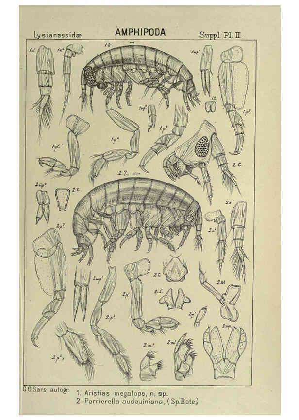 Reproducción/Reproduction 6194976095: An account of the Crustacea of Norway. v.1 Amphipoda (plates) Christiania,A. Cammermeyer,1895-1928
