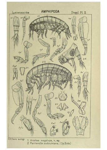 Reproducción/Reproduction 6194976095: An account of the Crustacea of Norway. v.1 Amphipoda (plates) Christiania,A. Cammermeyer,1895-1928