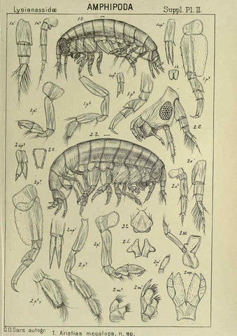 Reproducción/Reproduction 6194976095: An account of the Crustacea of Norway. v.1 Amphipoda (plates) Christiania,A. Cammermeyer,1895-1928