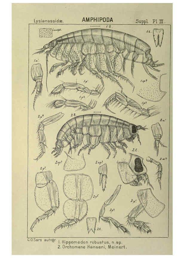 Reproducción/Reproduction 6194976281: An account of the Crustacea of Norway. v.1 Amphipoda (plates) Christiania,A. Cammermeyer,1895-1928