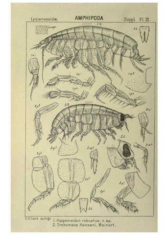 Reproducción/Reproduction 6194976281: An account of the Crustacea of Norway. v.1 Amphipoda (plates) Christiania,A. Cammermeyer,1895-1928