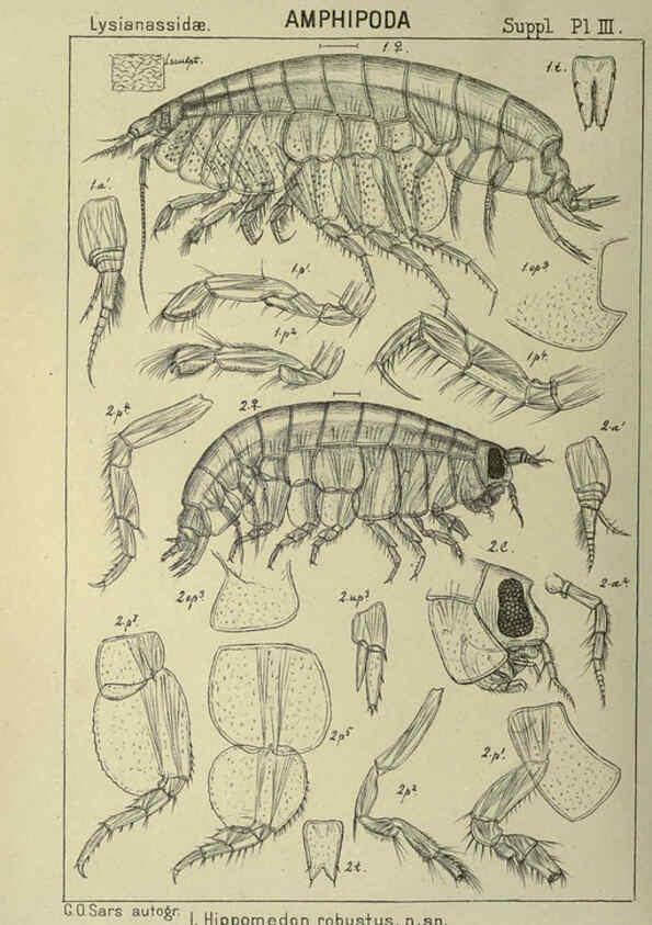 Reproducción/Reproduction 6194976281: An account of the Crustacea of Norway. v.1 Amphipoda (plates) Christiania,A. Cammermeyer,1895-1928