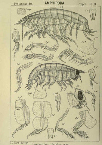 Reproducción/Reproduction 6194976281: An account of the Crustacea of Norway. v.1 Amphipoda (plates) Christiania,A. Cammermeyer,1895-1928