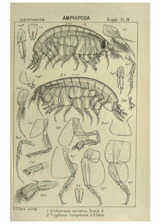 Reproducción/Reproduction 6195493208: An account of the Crustacea of Norway. v.1 Amphipoda (plates) Christiania,A. Cammermeyer,1895-1928