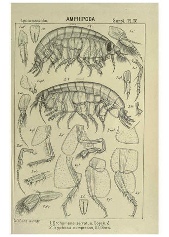 Reproducción/Reproduction 6195493208: An account of the Crustacea of Norway. v.1 Amphipoda (plates) Christiania,A. Cammermeyer,1895-1928