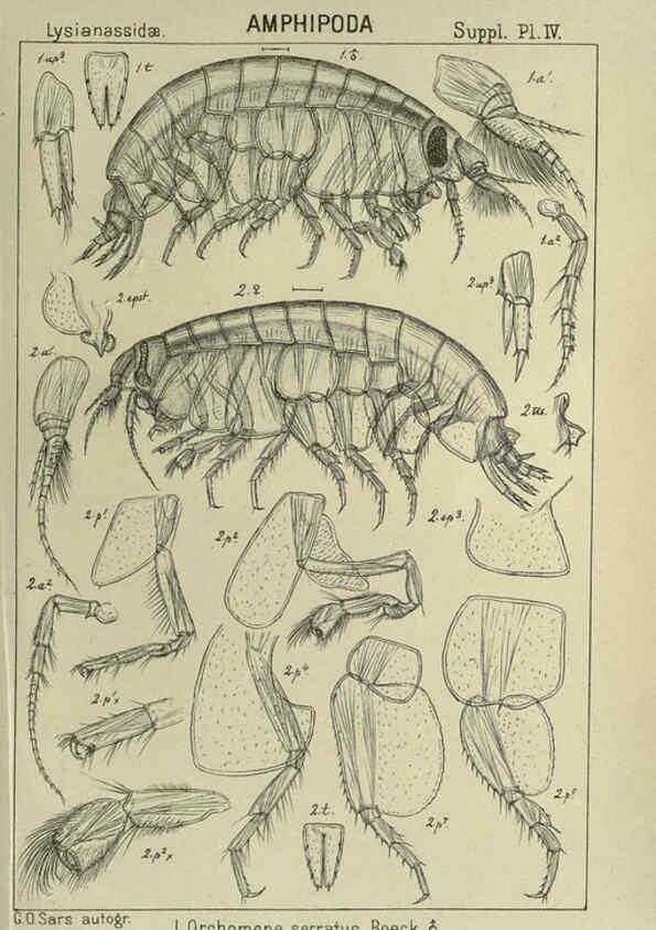Reproducción/Reproduction 6195493208: An account of the Crustacea of Norway. v.1 Amphipoda (plates) Christiania,A. Cammermeyer,1895-1928