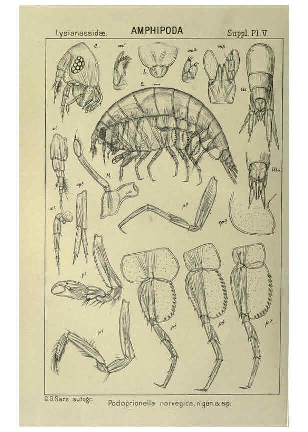 Reproducción/Reproduction 6195493462: An account of the Crustacea of Norway. v.1 Amphipoda (plates) Christiania,A. Cammermeyer,1895-1928