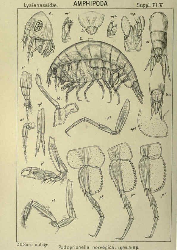 Reproducción/Reproduction 6195493462: An account of the Crustacea of Norway. v.1 Amphipoda (plates) Christiania,A. Cammermeyer,1895-1928