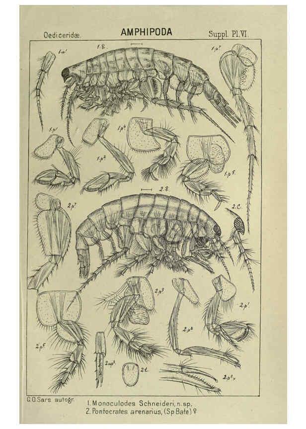 Reproducción/Reproduction 6194976951: An account of the Crustacea of Norway. v.1 Amphipoda (plates) Christiania,A. Cammermeyer,1895-1928
