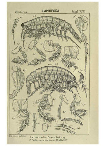 Reproducción/Reproduction 6194976951: An account of the Crustacea of Norway. v.1 Amphipoda (plates) Christiania,A. Cammermeyer,1895-1928
