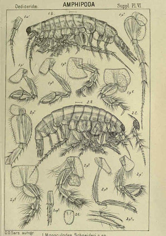Reproducción/Reproduction 6194976951: An account of the Crustacea of Norway. v.1 Amphipoda (plates) Christiania,A. Cammermeyer,1895-1928