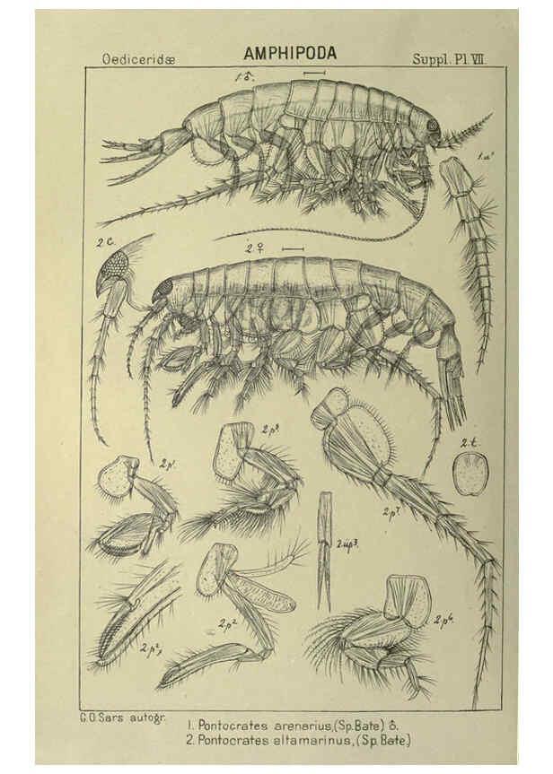 Reproducción/Reproduction 6195493850: An account of the Crustacea of Norway. v.1 Amphipoda (plates) Christiania,A. Cammermeyer,1895-1928
