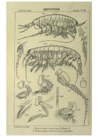 Reproducción/Reproduction 6195493850: An account of the Crustacea of Norway. v.1 Amphipoda (plates) Christiania,A. Cammermeyer,1895-1928