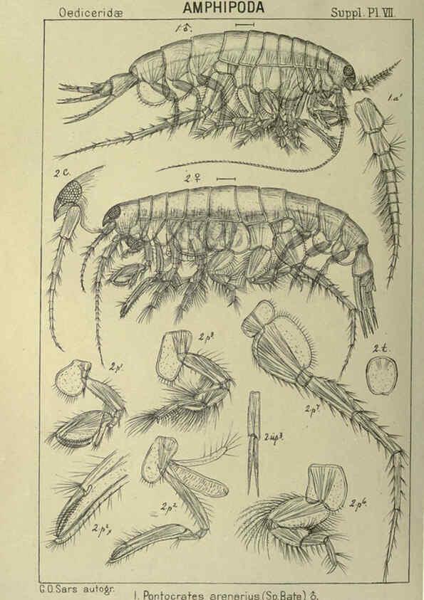 Reproducción/Reproduction 6195493850: An account of the Crustacea of Norway. v.1 Amphipoda (plates) Christiania,A. Cammermeyer,1895-1928