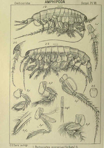 Reproducción/Reproduction 6195493850: An account of the Crustacea of Norway. v.1 Amphipoda (plates) Christiania,A. Cammermeyer,1895-1928