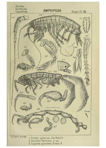 Reproducción/Reproduction 6195494120: An account of the Crustacea of Norway. v.1 Amphipoda (plates) Christiania,A. Cammermeyer,1895-1928