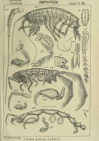Reproducción/Reproduction 6195494120: An account of the Crustacea of Norway. v.1 Amphipoda (plates) Christiania,A. Cammermeyer,1895-1928