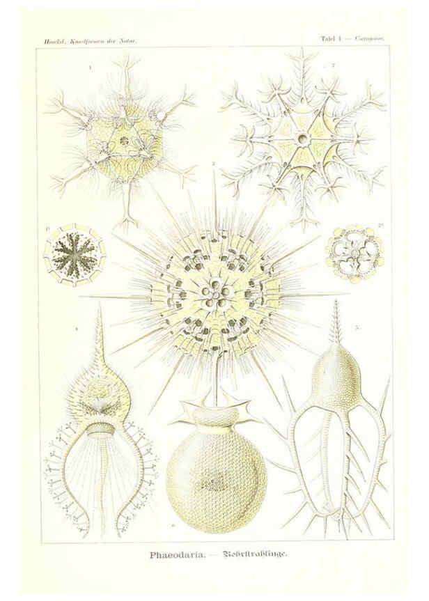 Reproducción/Reproduction 6197313463: Kunstformen der Natur Leipzig und Wien :Verlag des Bibliographischen Instituts,1904