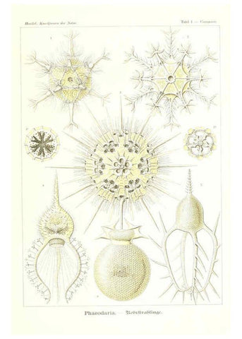 Reproducción/Reproduction 6197313463: Kunstformen der Natur Leipzig und Wien :Verlag des Bibliographischen Instituts,1904
