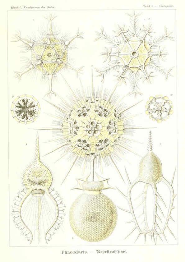 Reproducción/Reproduction 6197313463: Kunstformen der Natur Leipzig und Wien :Verlag des Bibliographischen Instituts,1904