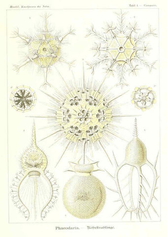 Reproducción/Reproduction 6197313463: Kunstformen der Natur Leipzig und Wien :Verlag des Bibliographischen Instituts,1904