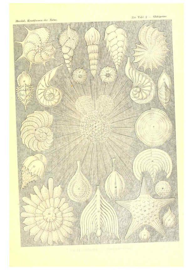 Reproducción/Reproduction 6197832928: Kunstformen der Natur Leipzig und Wien :Verlag des Bibliographischen Instituts,1904