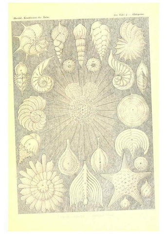Reproducción/Reproduction 6197832928: Kunstformen der Natur Leipzig und Wien :Verlag des Bibliographischen Instituts,1904