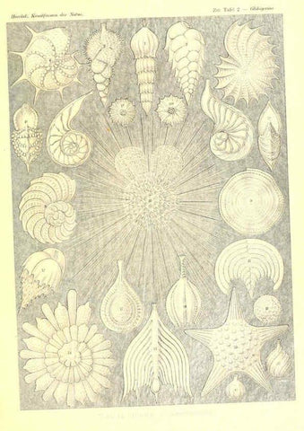 Reproducción/Reproduction 6197832928: Kunstformen der Natur Leipzig und Wien :Verlag des Bibliographischen Instituts,1904