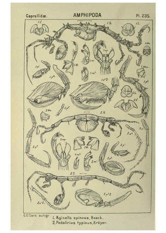 Reproducción/Reproduction 6194974613: An account of the Crustacea of Norway. v.1 Amphipoda (plates) Christiania,A. Cammermeyer,1895-1928