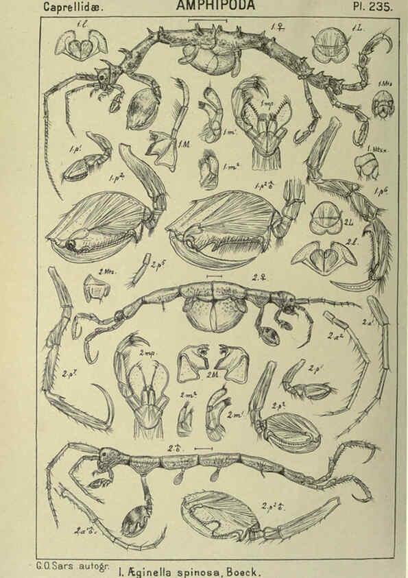 Reproducción/Reproduction 6194974613: An account of the Crustacea of Norway. v.1 Amphipoda (plates) Christiania,A. Cammermeyer,1895-1928
