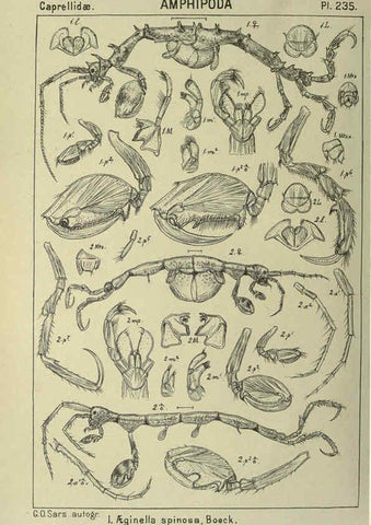 Reproducción/Reproduction 6194974613: An account of the Crustacea of Norway. v.1 Amphipoda (plates) Christiania,A. Cammermeyer,1895-1928