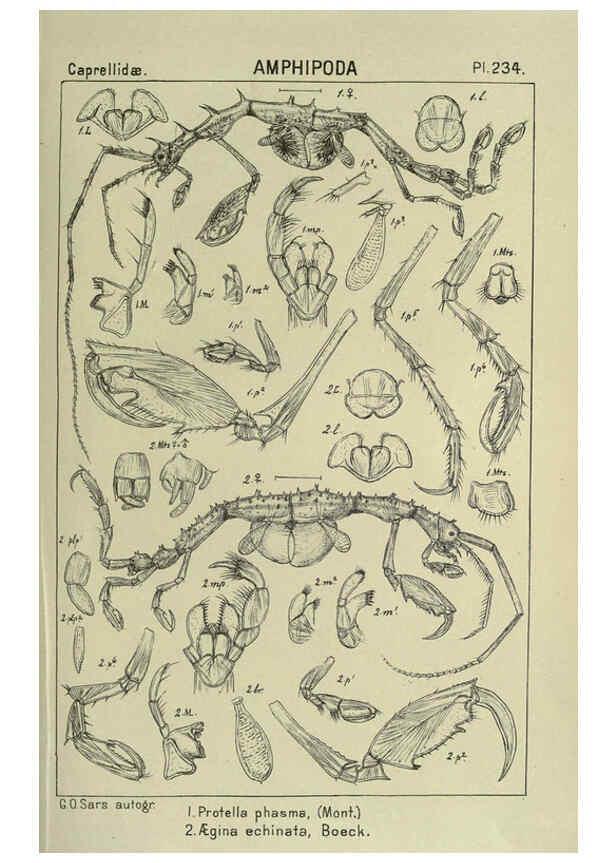 Reproducción/Reproduction 6195490916: An account of the Crustacea of Norway. v.1 Amphipoda (plates) Christiania,A. Cammermeyer,1895-1928