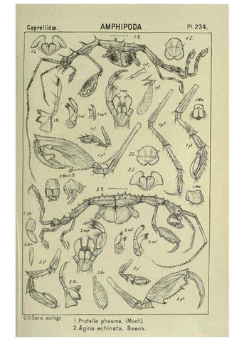 Reproducción/Reproduction 6195490916: An account of the Crustacea of Norway. v.1 Amphipoda (plates) Christiania,A. Cammermeyer,1895-1928