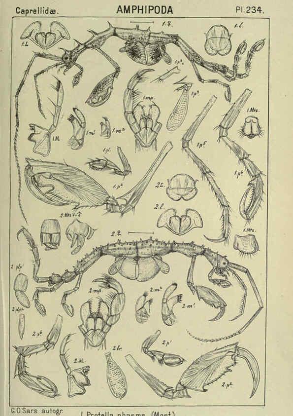 Reproducción/Reproduction 6195490916: An account of the Crustacea of Norway. v.1 Amphipoda (plates) Christiania,A. Cammermeyer,1895-1928